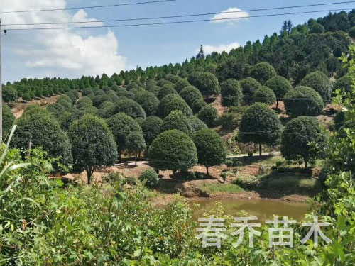 桂花樹